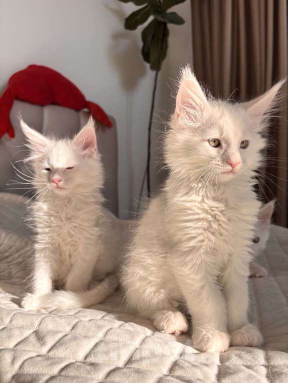 Кошки в Калининграде: Чистокровный котенок Мэйкун Мальчик, 50 000 руб. - фото 1