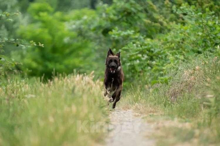 Собаки в других городах Краснодарского края: Метис акиты в дар с доставкой стерилизована чипирована Девочка, Бесплатно - фото 2