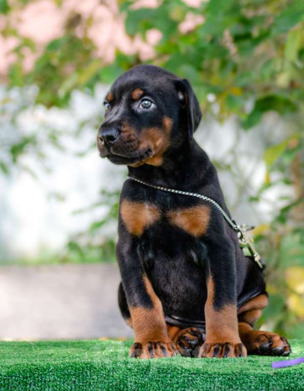 Собаки в Москве: Щенки добермана Мальчик, Бесплатно - фото 7