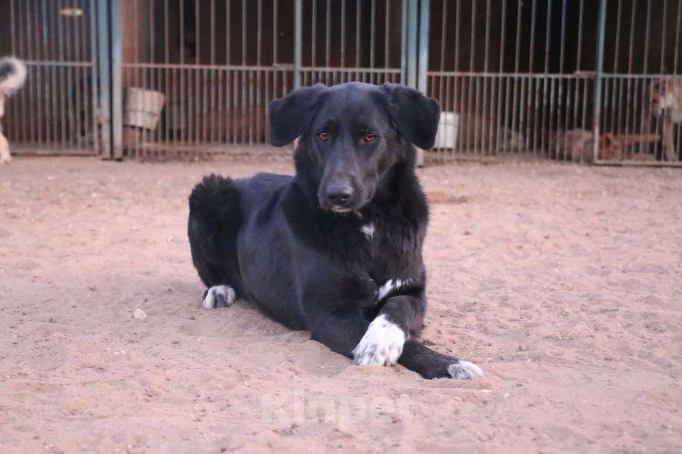 Собаки в Москве: Гея Девочка, Бесплатно - фото 2