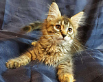 Кошки в Кудымкаре: Котята Мейн Кун, 17 000 руб. - фото 6
