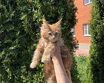 Кошки в Коломне: Котята породы Мейн кун  Мальчик, 35 000 руб. - фото 3
