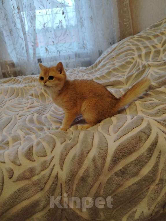 Кошки в Москве: Золотая шиншилла Мальчик, 40 000 руб. - фото 2