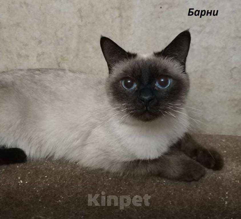 Кошки в Москве: Чистопородные тайцы из питомника за символическую сумму Разнополые, Бесплатно - фото 2