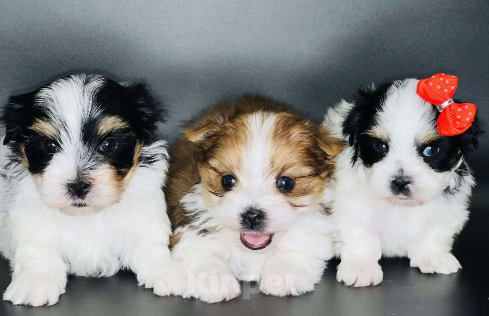 Собаки в Котельнике: Бивер терьер и Бивер блю Даймонд  Мальчик, 50 000 руб. - фото 7