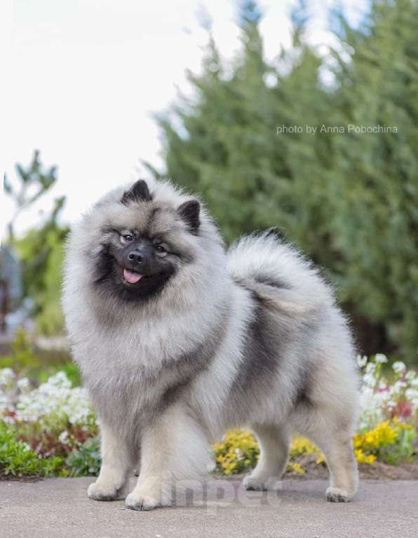 Собаки в Туле: Шикарный щенок кеесхонда Мальчик, 60 000 руб. - фото 7