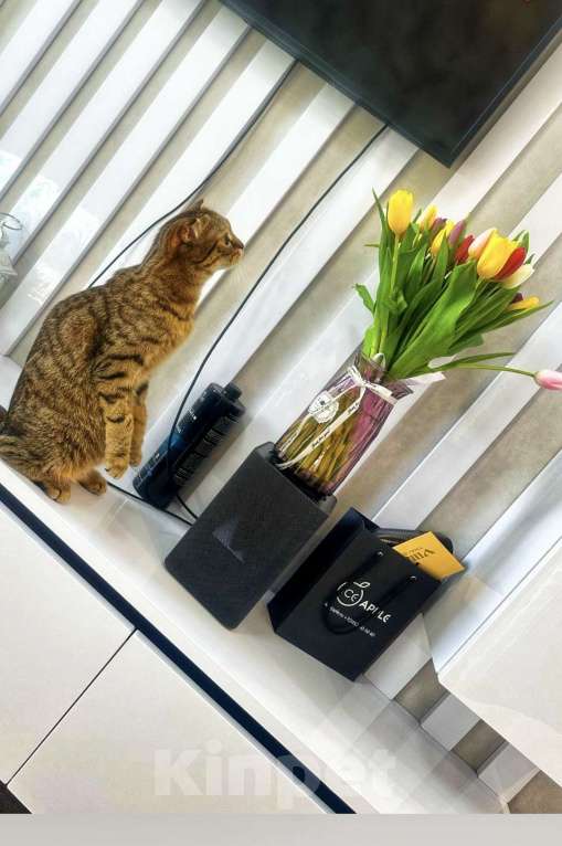 Кошки в Тюмени: Котята золотая шиншила Мальчик, 20 000 руб. - фото 9