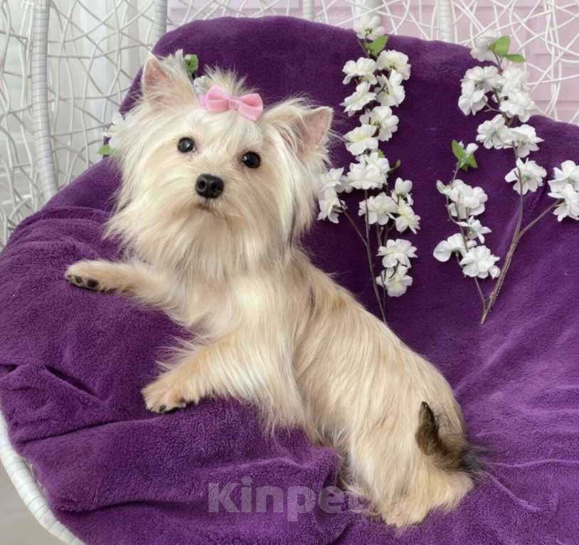 Собаки в Москве: Золотой йорк мини девочка подрощенная Девочка, 80 000 руб. - фото 7