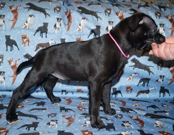 Собаки в Москве: Английский Стаффордширский Бультерьер Разнополые, 60 000 руб. - фото 1