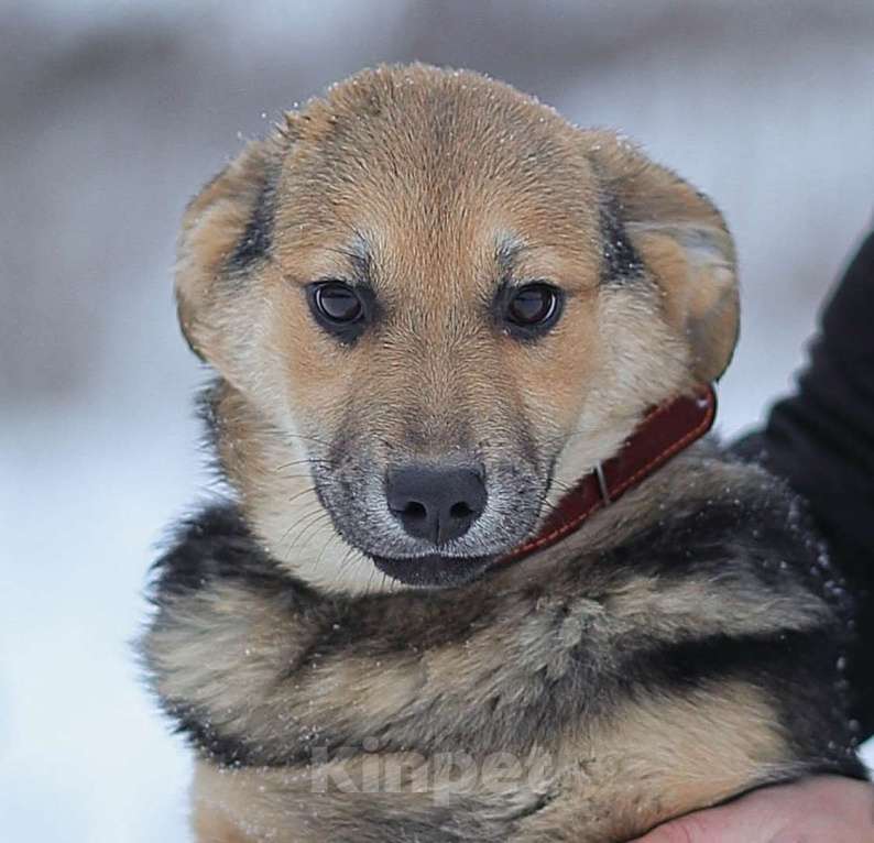 Собаки в Москве: Вики Девочка, Бесплатно - фото 4