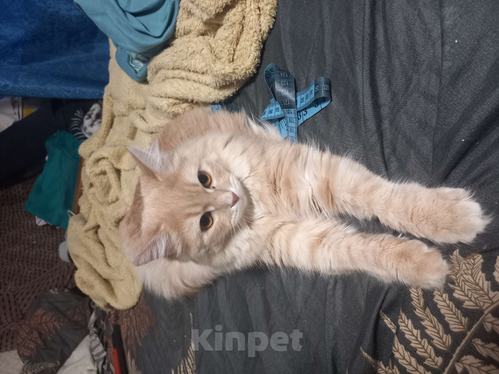 Кошки в Саратове: Отдам кошку в добрые руки,срочно Девочка, 20 руб. - фото 2