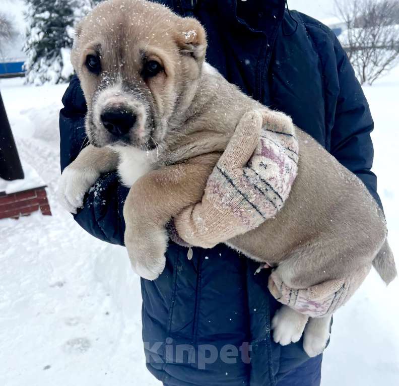 Собаки в Костерево: Щенок алабая кобель от чемпионов Мальчик, 55 000 руб. - фото 4