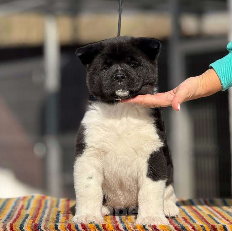 Собаки в Дубне: Щенки американской акиты Девочка, 80 000 руб. - фото 2