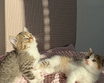 Кошки в Москве: Котята в добрые руки Разнополые, Бесплатно - фото 4