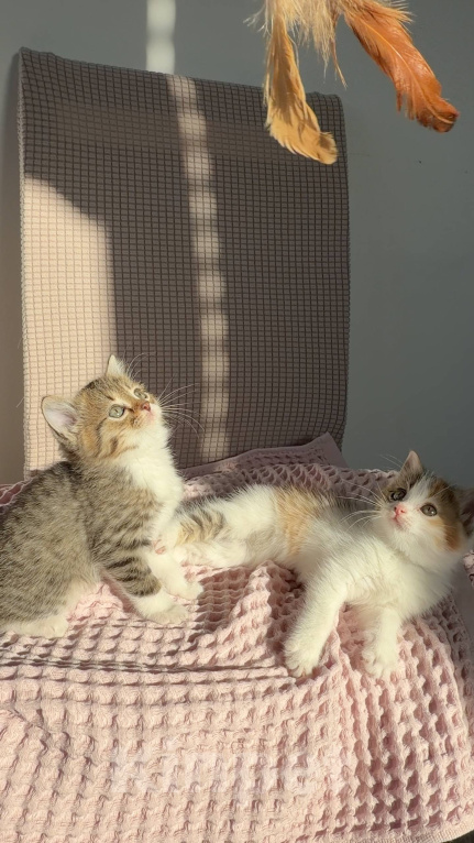 Кошки в Москве: Котята в добрые руки Разнополые, Бесплатно - фото 4