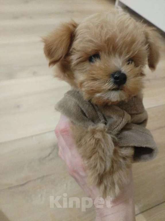 Собаки в Москве: микро щенок мальтипу Мальчик, 125 555 руб. - фото 4