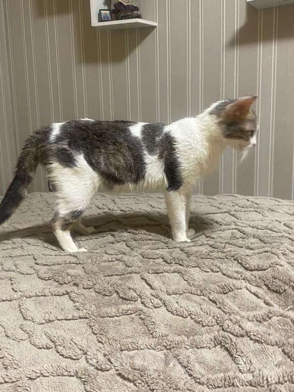 Кошки в других городах Московской области: Кошки в добрые руки Девочка, Бесплатно - фото 3