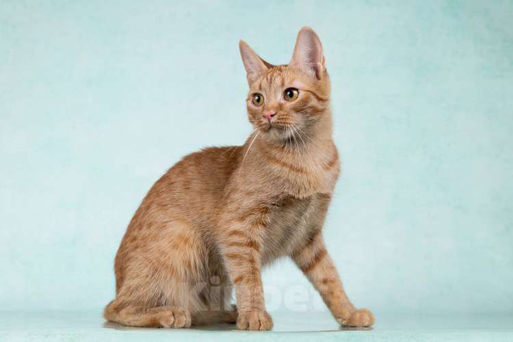 Кошки в Москве: Юна, чудесная ласковая кошечка-подросток ищет дом Девочка, 10 руб. - фото 6