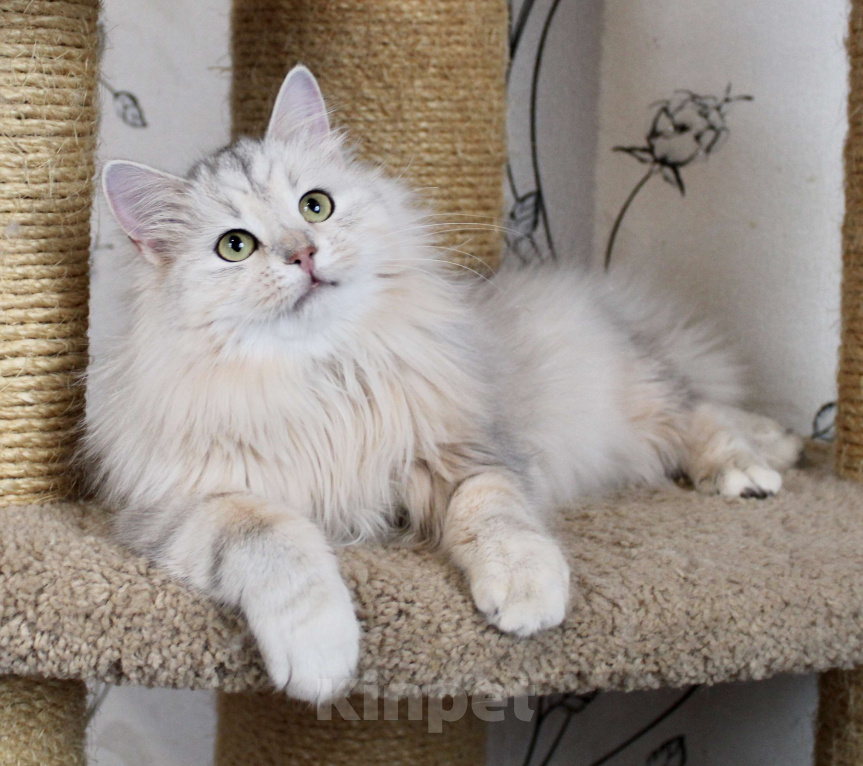 Кошки в Тюмени: Сибирский котёнок Девочка, 15 000 руб. - фото 1