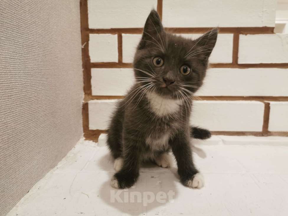 Кошки в Санкт-Петербурге: Котенок мальчик Мальчик, Бесплатно - фото 1