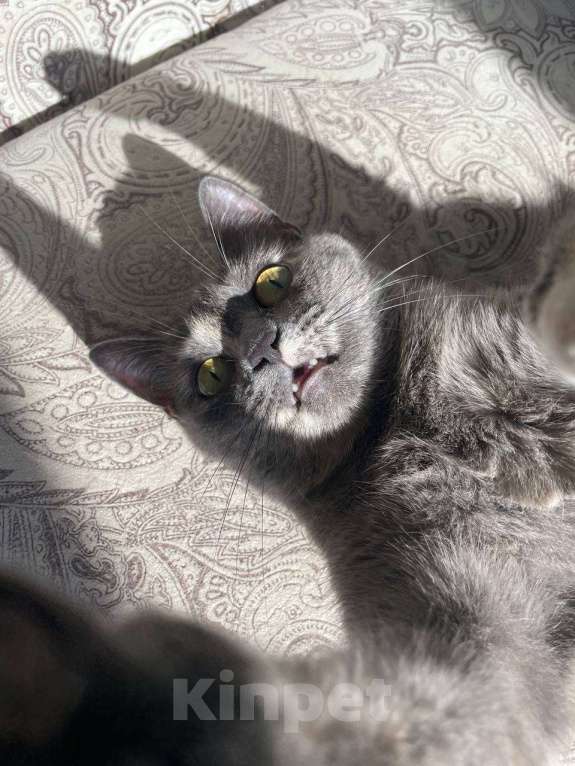 Кошки в Москве: Нежная кошка Нала Девочка, Бесплатно - фото 4