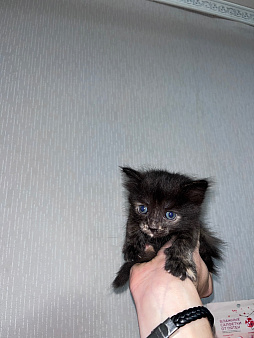 Отдам котят в добрые руки