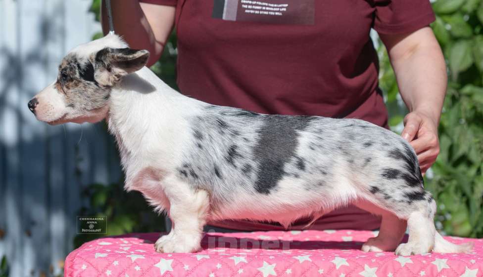 Собаки в Москве: Вельш корги кардиган мрамор Мальчик, 110 000 руб. - фото 2