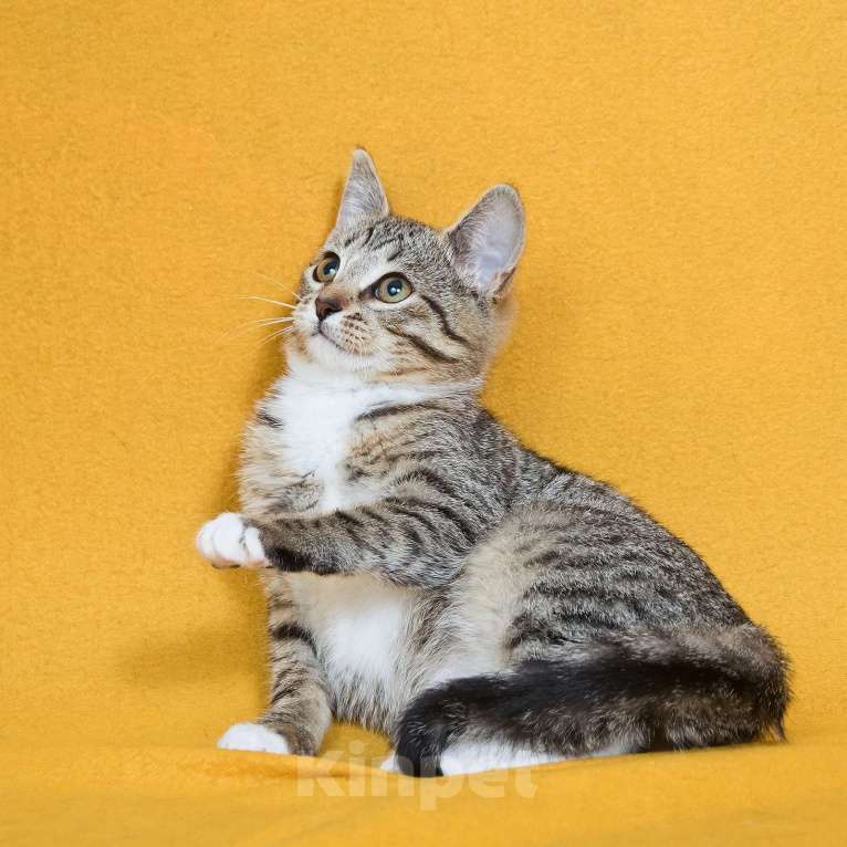 Кошки в других городах Московской области: Шурик - котенок-созерцатель Мальчик, Бесплатно - фото 4