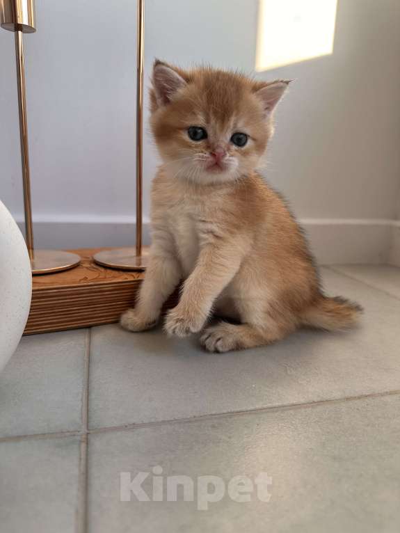 Кошки в других городах Московской области: Новогодние британские котята Мальчик, 50 000 руб. - фото 2