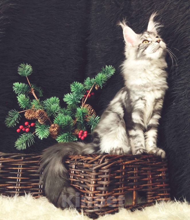 Кошки в Казани: Кошечка Алиса Девочка, Бесплатно - фото 5