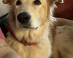 Собаки в Мурином: Золотистый ретривер в добрые руки  Девочка, Бесплатно - фото 2