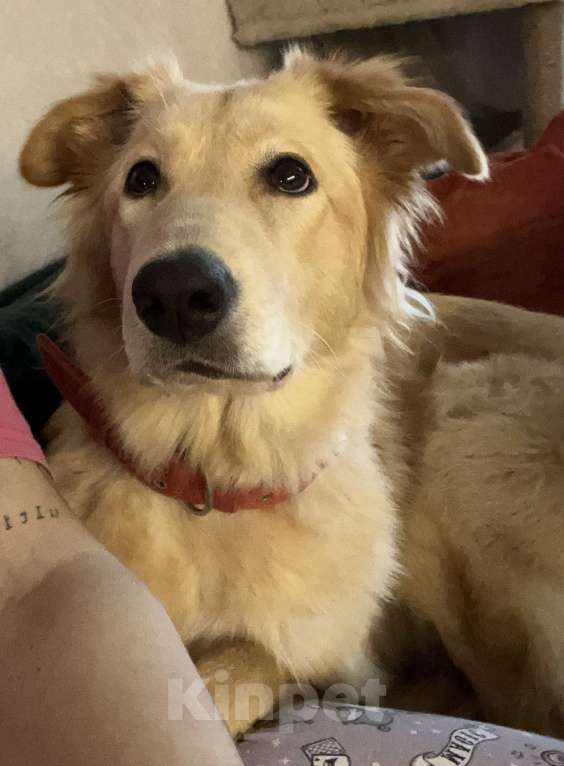 Собаки в Мурином: Золотистый ретривер в добрые руки  Девочка, Бесплатно - фото 2