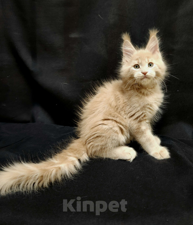 Кошки в Красногорске: Котенок мейн-кун  Мальчик, 60 000 руб. - фото 6