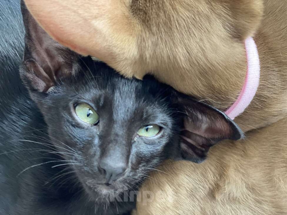 Кошки в Анапе: Ориенталочка  Девочка, 80 000 руб. - фото 4