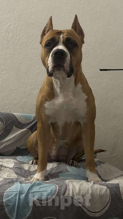 Собаки в Ельце: Щенки АСТ Девочка, 55 000 руб. - фото 10