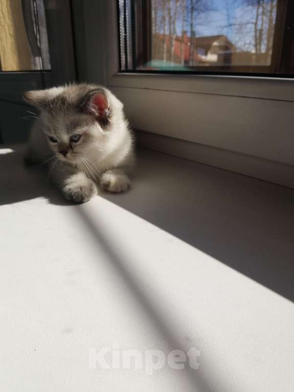 Кошки в Москве: Шотландский котёнок Девочка, 10 000 руб. - фото 2