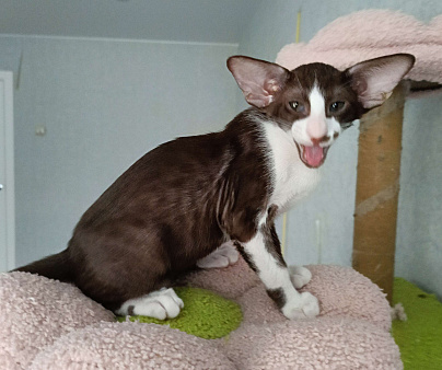 Ориентальная девочка