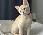 Кошки в Москве: Бурма. Котенок. Девочка в редком окрасе. Девочка, 55 000 руб. - фото 2