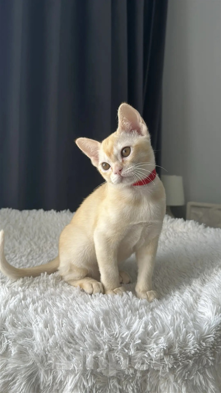 Кошки в Москве: Бурма. Котенок. Девочка в редком окрасе. Девочка, 55 000 руб. - фото 2