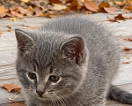 Кошки в Москве: Котенку из леса нужен дом Девочка, Бесплатно - фото 1