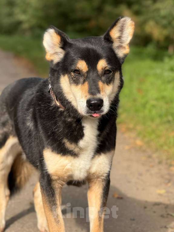 Собаки в Москве: Френки-пес над которым издевались Мальчик, Бесплатно - фото 3