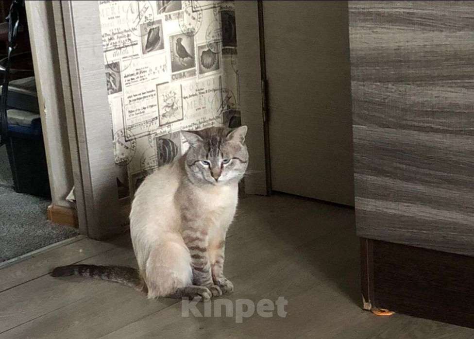 Кошки в Королеве: Ищу Кота  Мальчик, 5 000 руб. - фото 4