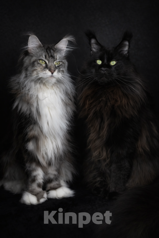 Кошки в Хабаровске: Мейн кун полидакт Девочка, 120 000 руб. - фото 3