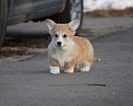 Собаки в Москве: Вельш Корги Пемброк Мальчик, 40 000 руб. - фото 3