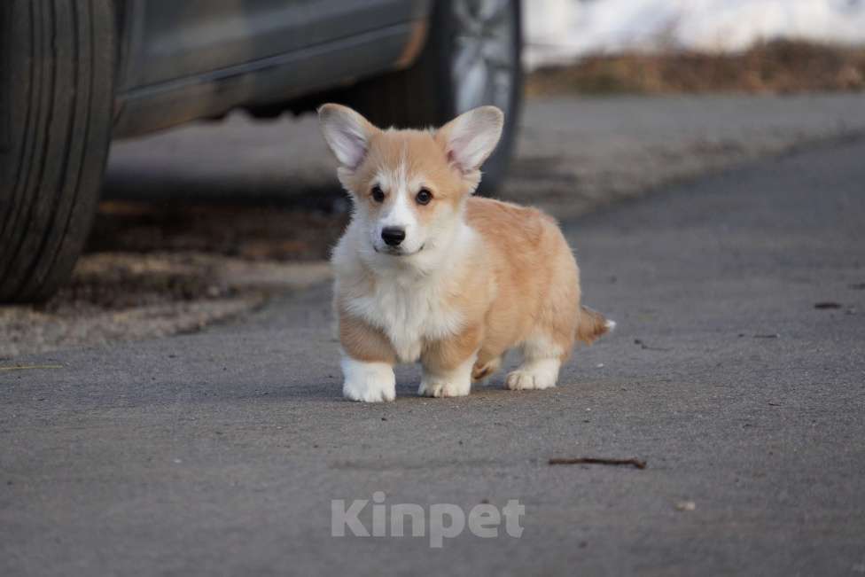 Собаки в Москве: Вельш Корги Пемброк Мальчик, 40 000 руб. - фото 3