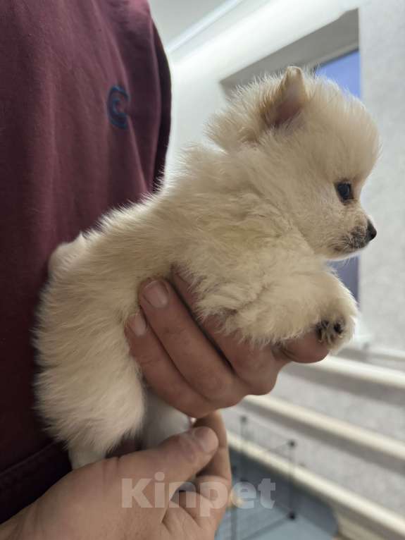 Собаки в других городах Краснодарского края: Мальчики 2 Мальчик, 35 000 руб. - фото 2