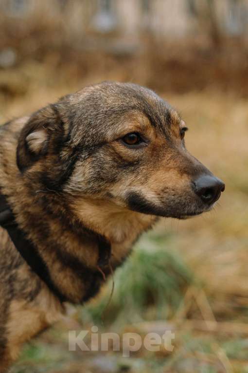 Собаки в Санкт-Петербурге: Уютная Кэрри из приюта Девочка, Бесплатно - фото 7