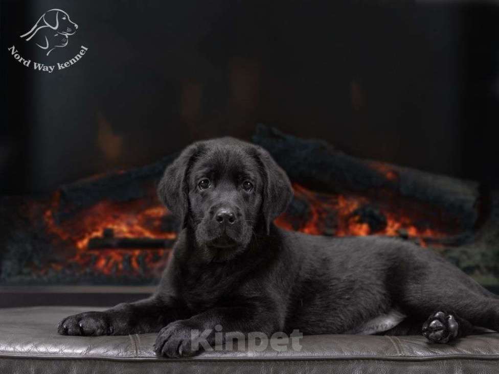 Собаки в других городах Ленинградской области: черная девочка из питомника Девочка, 110 000 руб. - фото 2