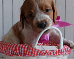 Собаки в Амурске: Продам щенков бретонского эпаньоля, 40 000 руб. - фото 5