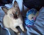 Кошки в Рыбинске: Тайский котенок окраса блу-пойнт, 7 000 руб. - фото 1